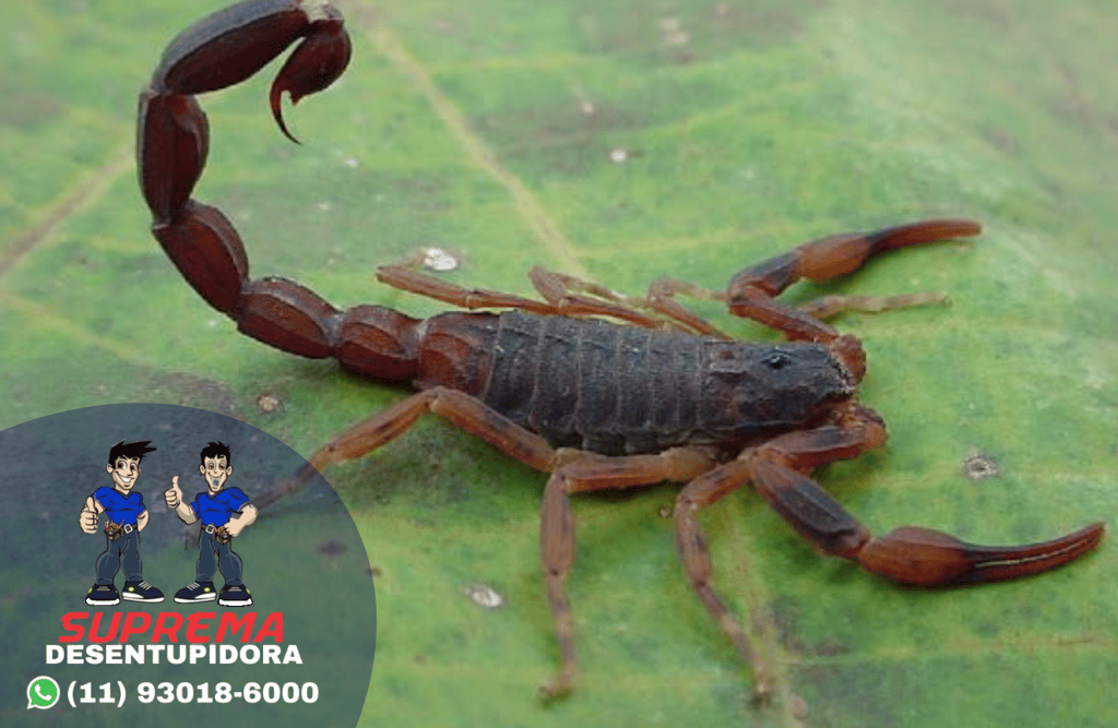 escorpião