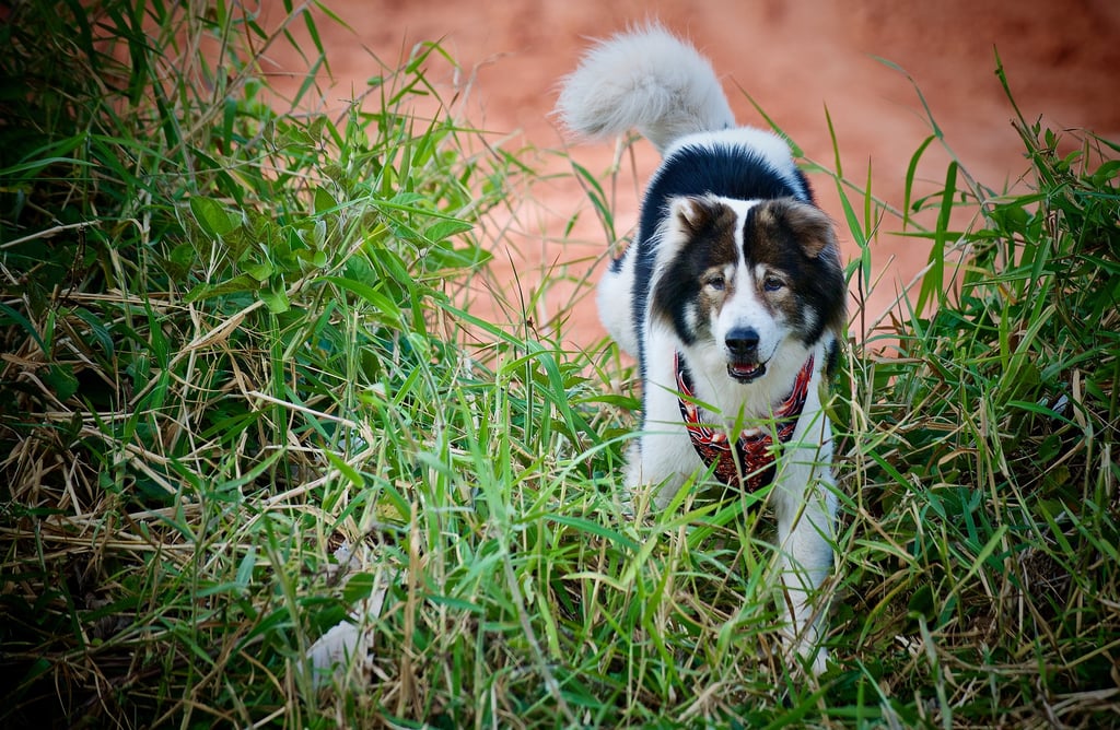 Faithful companion to Parichad Khongon, Sumo, a Thai Bangkeow breed.