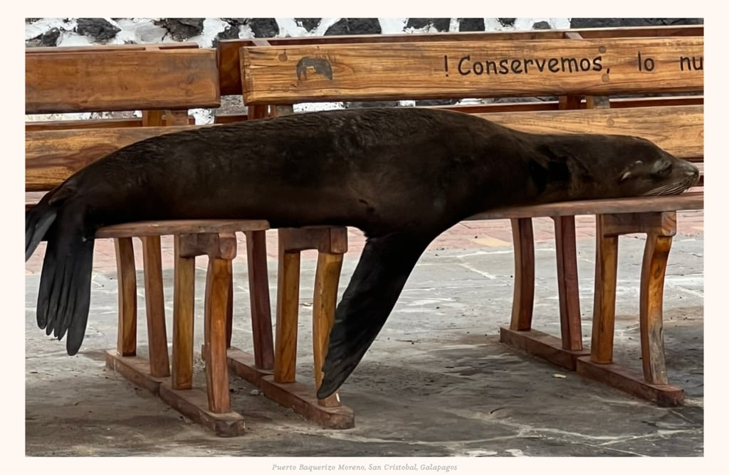 Sea lion peacefully owning a bench in Puerto Baquerizo Moreno, San Cristobal, Galapagos