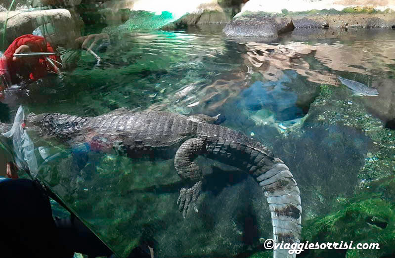 coccodrillo parco navi cattolica, alligatore