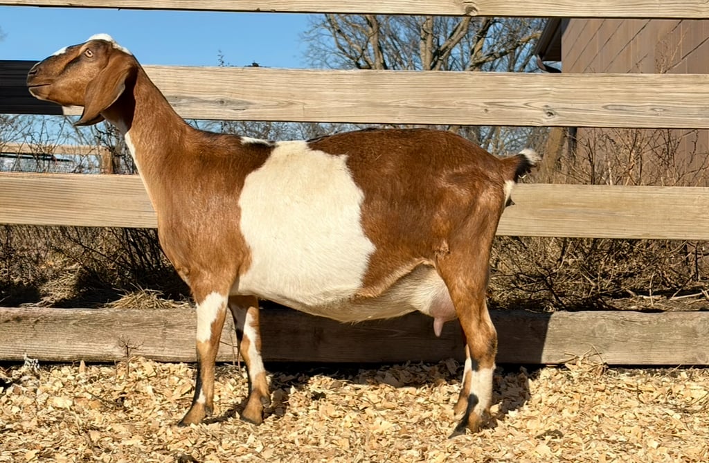 Brown and white spottted goat standing against a fence 