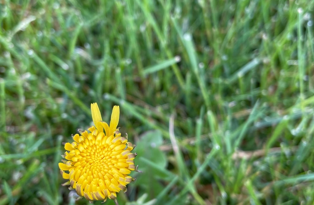 a single flower in the grass with a yellow flower