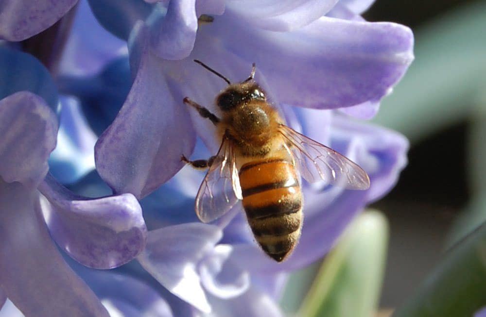 Abeille
