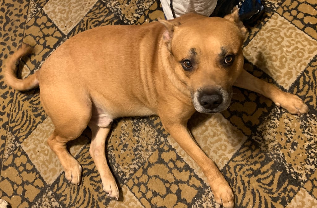 A tan mixed breed dog lying down on a patterned animal print rug and looking up.