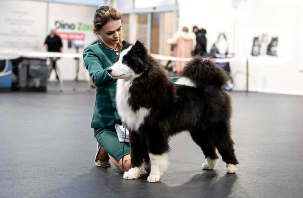 Yakutian laika puppy