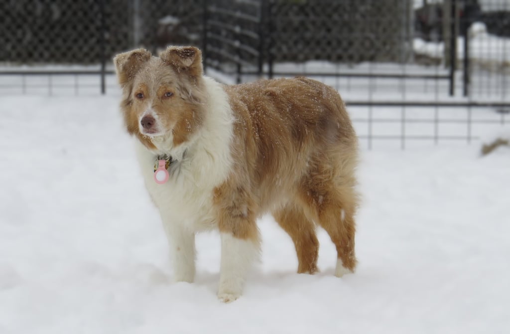 Dog in the snow at Little Britain Pet Resort Port Perry Lindsay