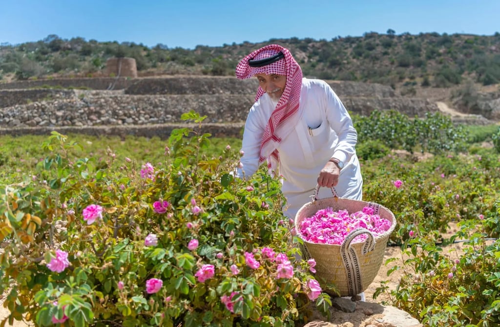 large_rose-taif