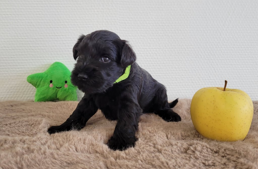 V'Lola des Diamants Noirs d'Also