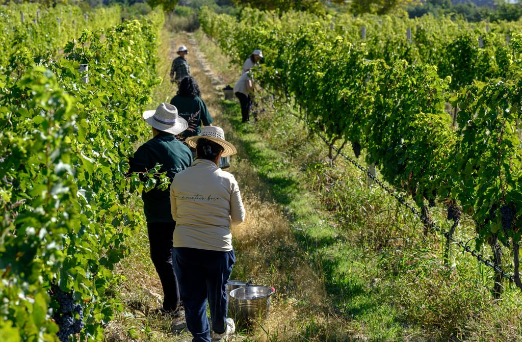 Farm workers wearing straw hats harvesting wine grapes in a lush green vineyard under bright sunlight.