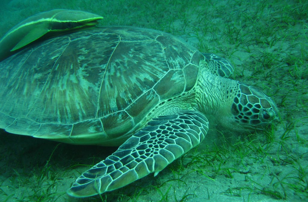 mexico playa akumal turtles