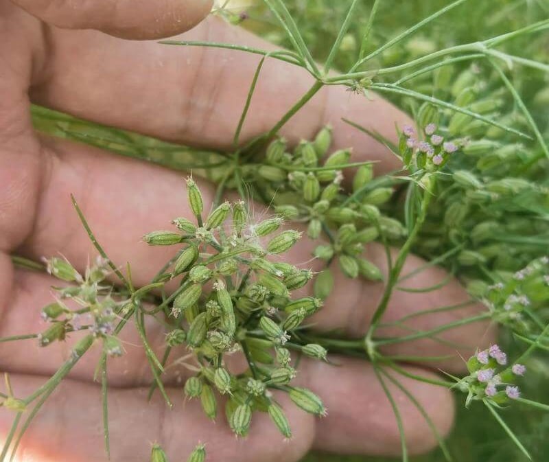 a person holding a bunch of cumin flowers in their hands