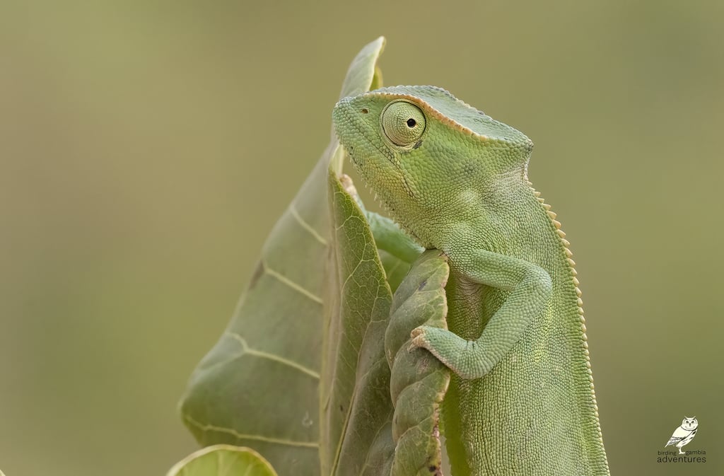 Chameleon | Birding Adventures Gambia