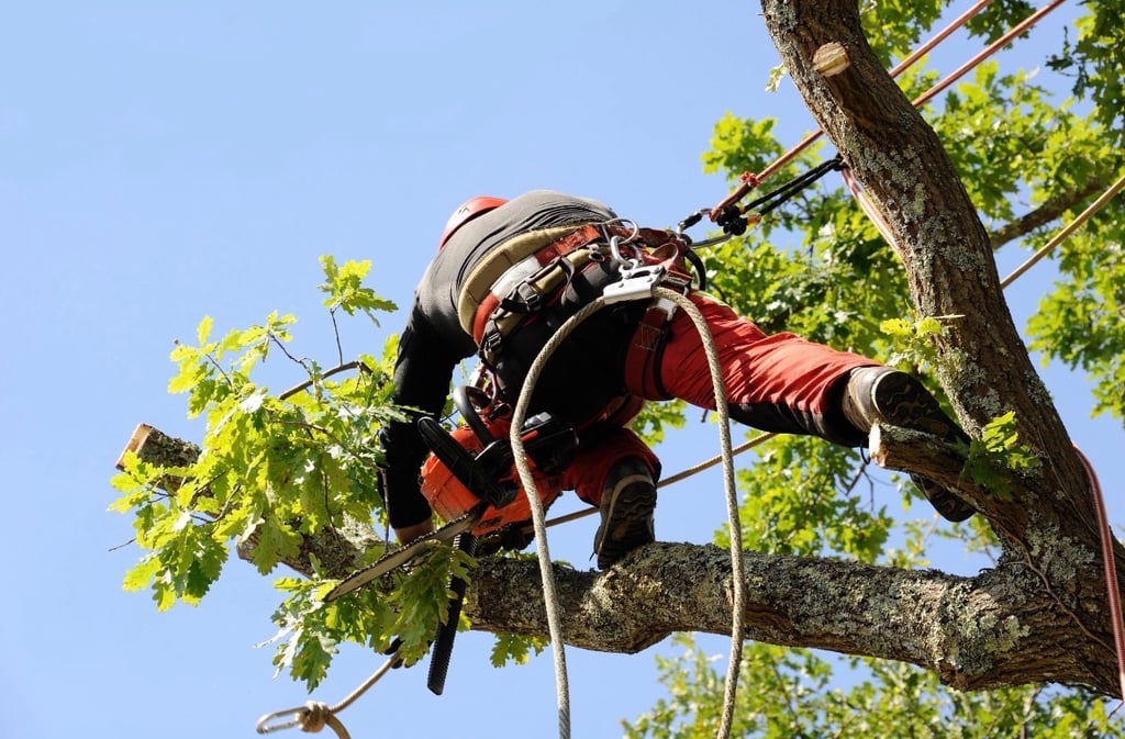 Professional arborist using a chainsaw while climbing an oak tree for pruning and maintenance se