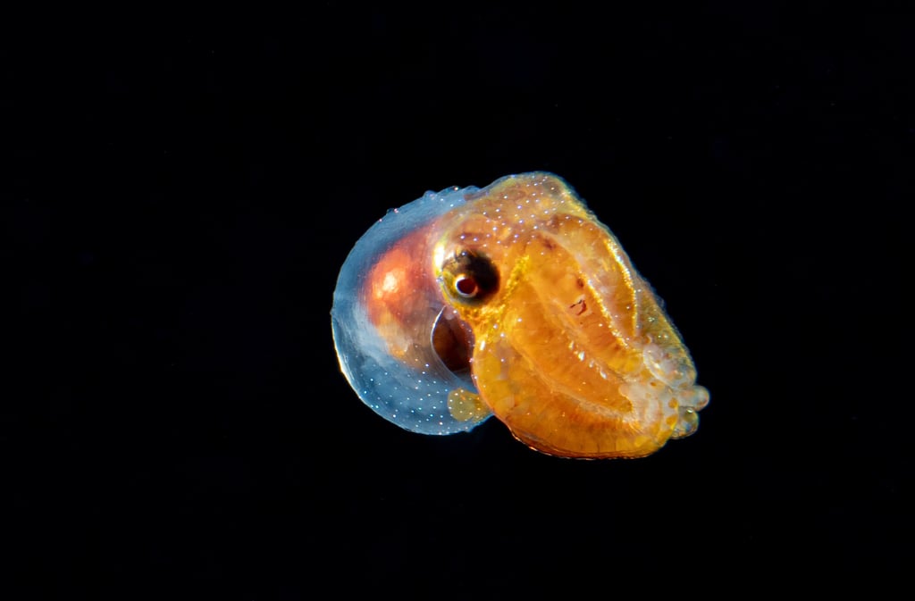 Octopus Paralarva