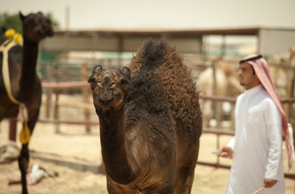 camel saudi arabia