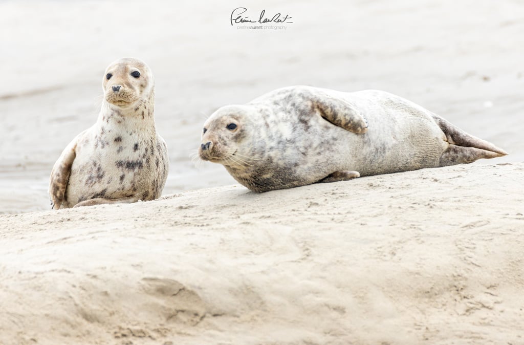 a seal sealion and a sealion on a sandy beach