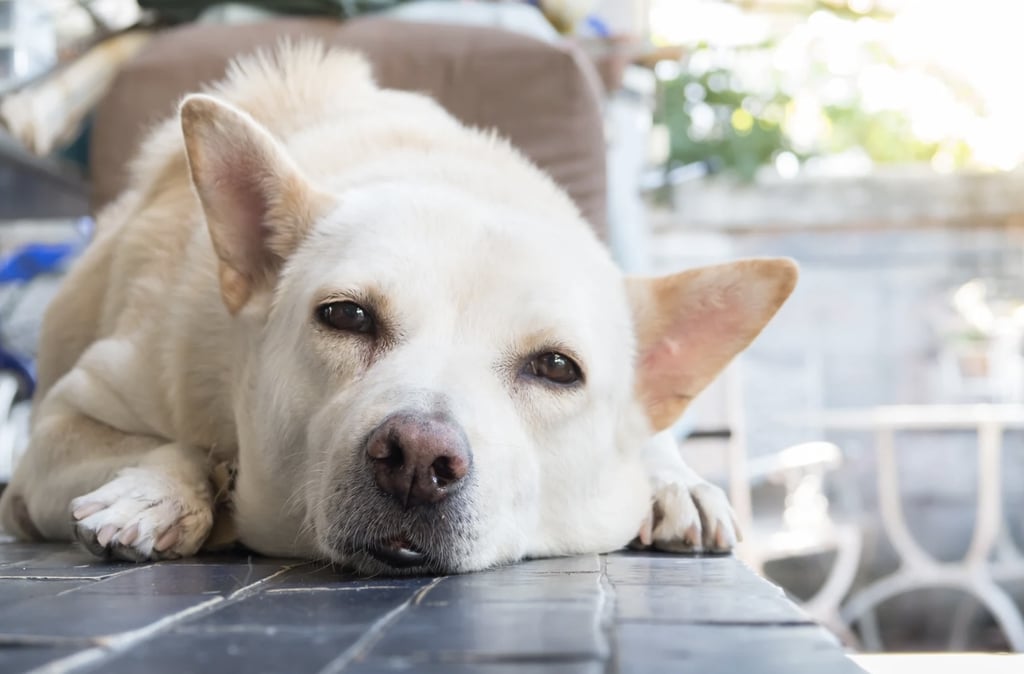 Hund liegt enstpannt au dem Boden