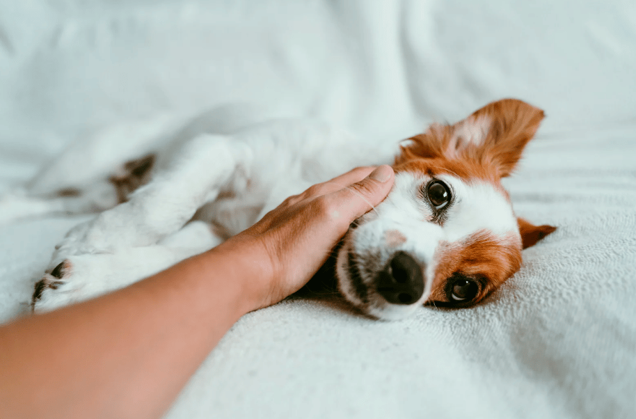 Hund wird sanft berührt