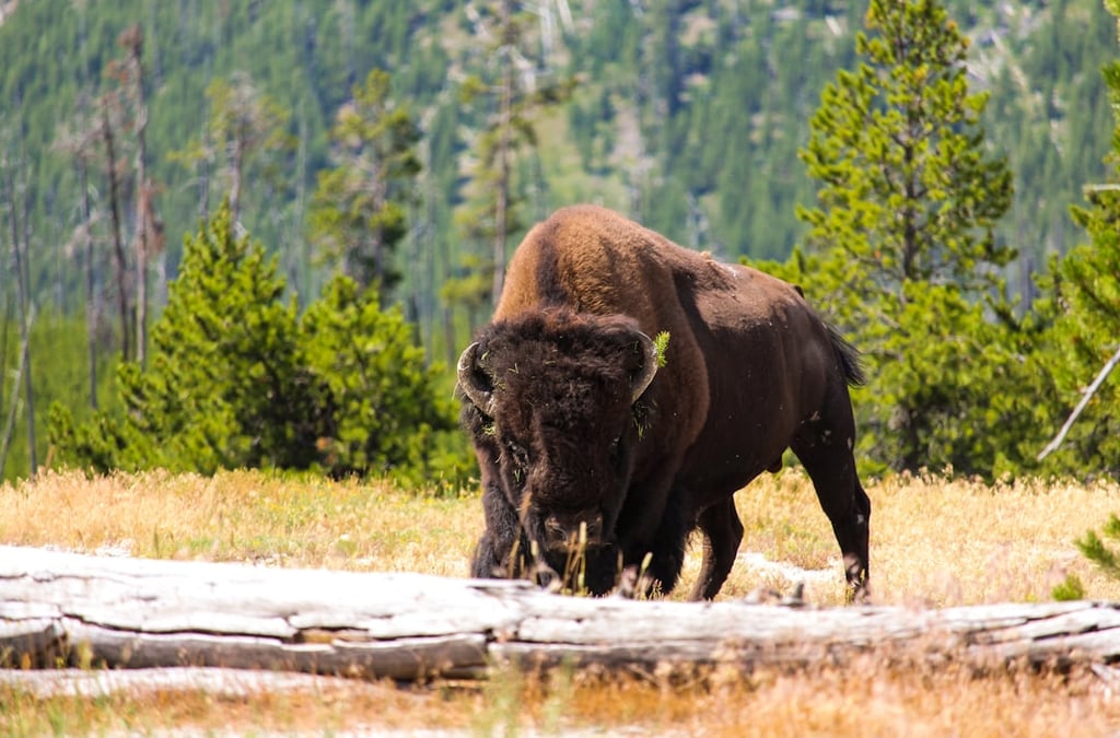 a bison