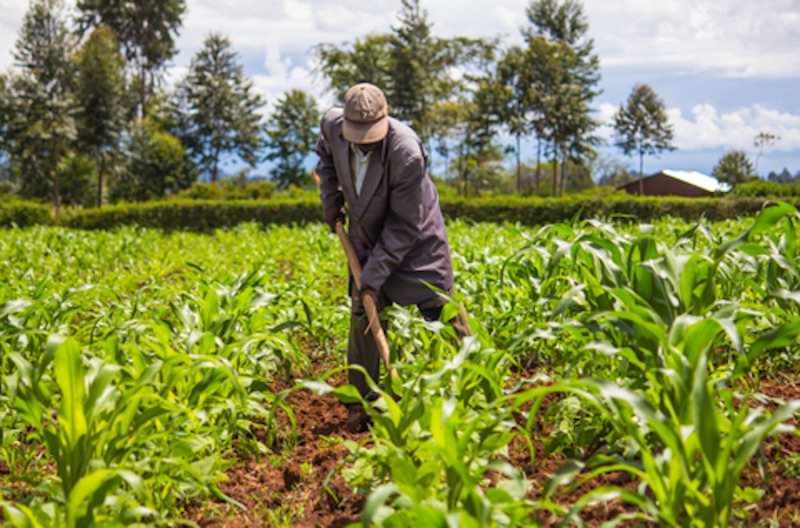 livelihood development in South Sudan