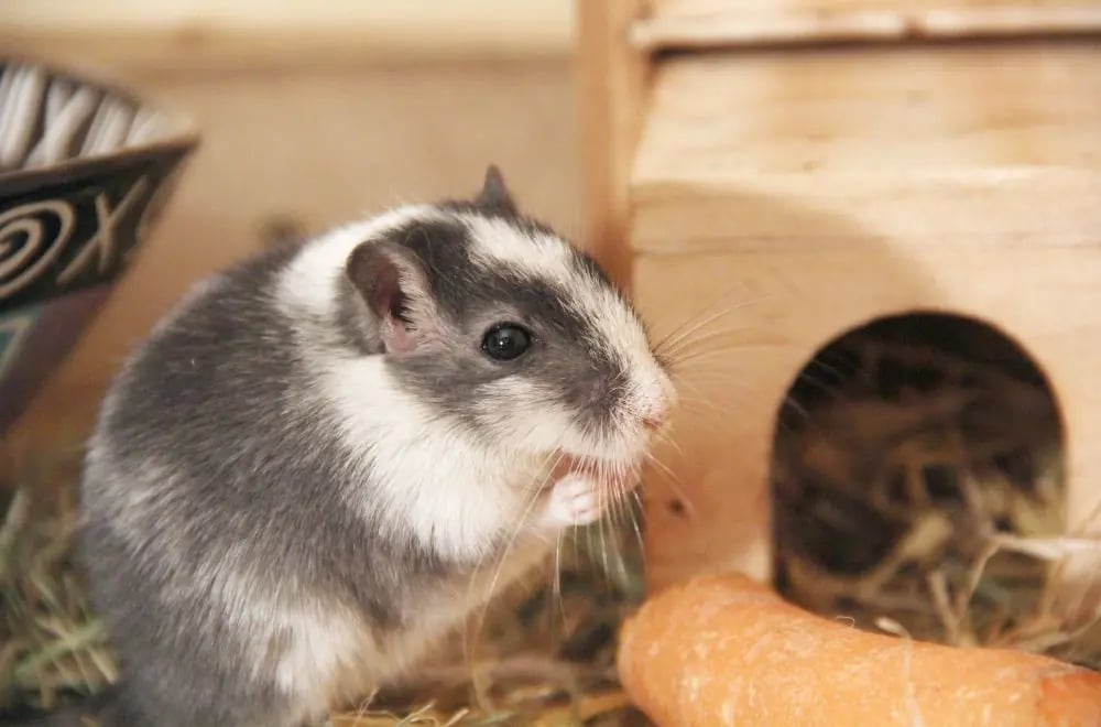 Gerbille dans une cage moyenne entretenue régulièrement à Paris. 