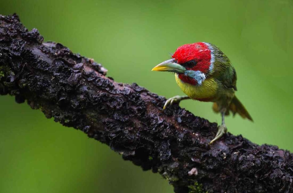 Birdwatching in Manu National Park