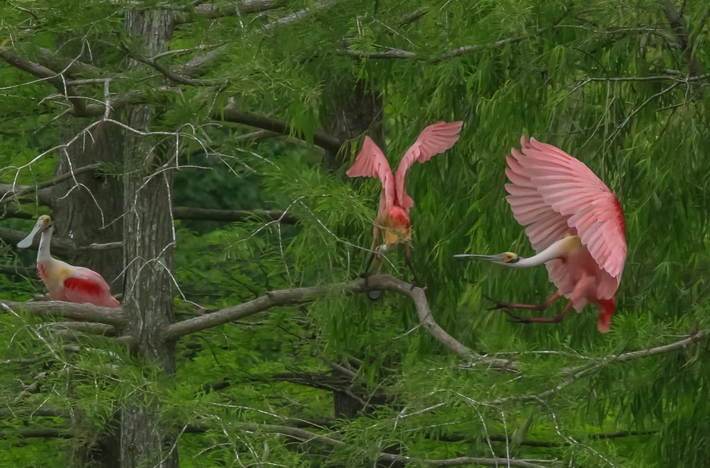 Three spoonbills displaying various wing displays while perching in their rookery