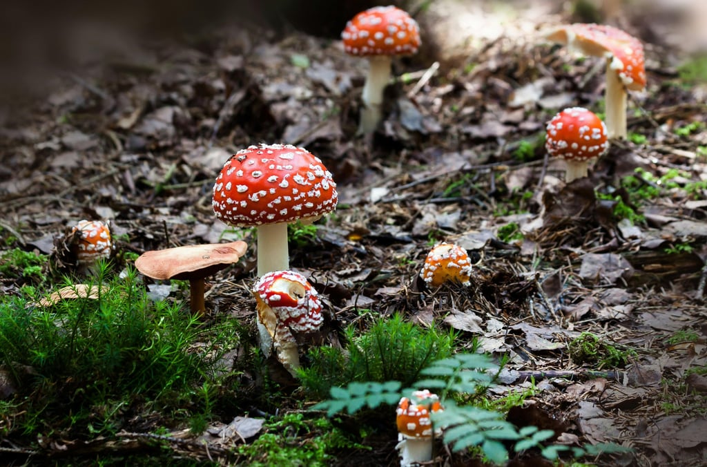 Wild mushrooms on forest floor, identifying fungi and foraging risks in wilderness survival
