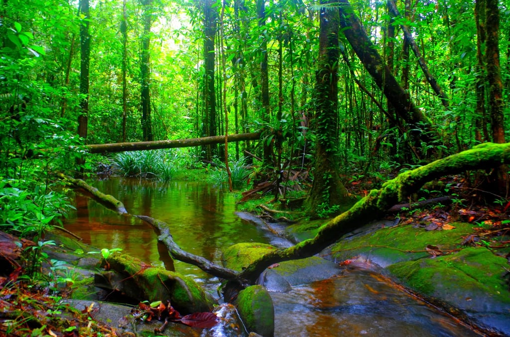 Amazonie forêt céramama
