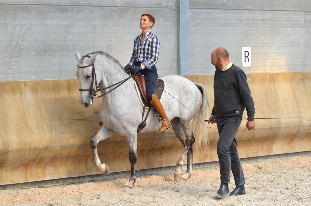 dressage equestre de tradition française