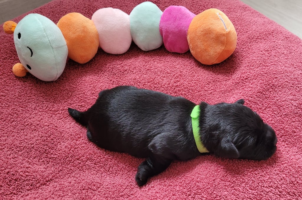 Chiot Schnauzer heureux