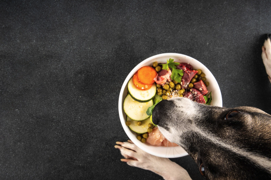 Hund sitzt vor seinem Napf
