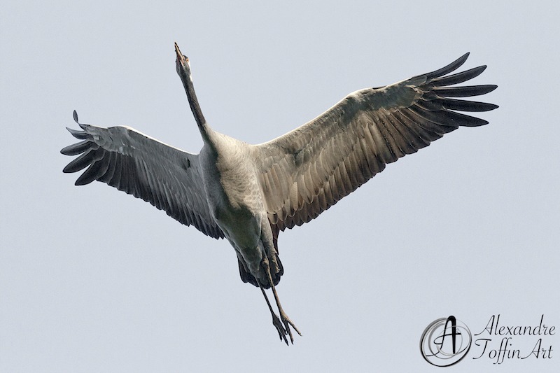 Aller à la page Vol : des oiseaux surprenants, d'autant qu'on ne les regarde pas la tête en l'air !