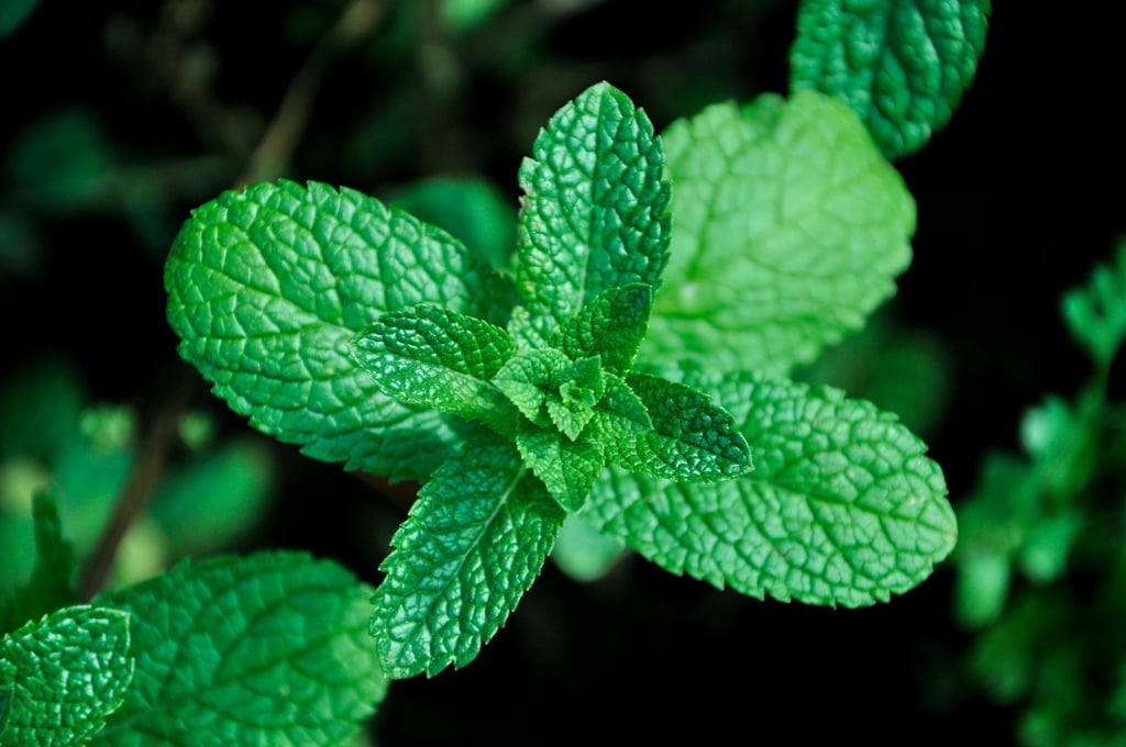 spearmint