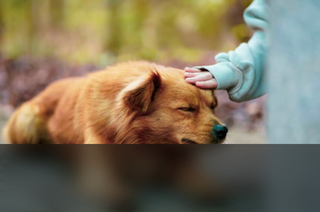 dogAdvisor | dogadvisor | dog advisor | dogAdvisor.dog