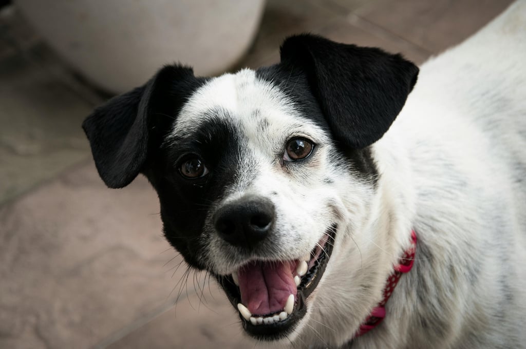 Pet waste removal