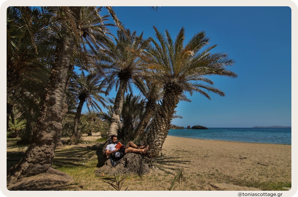 Man reading a book while sitting under a palm tree at Vai Beach, Crete
