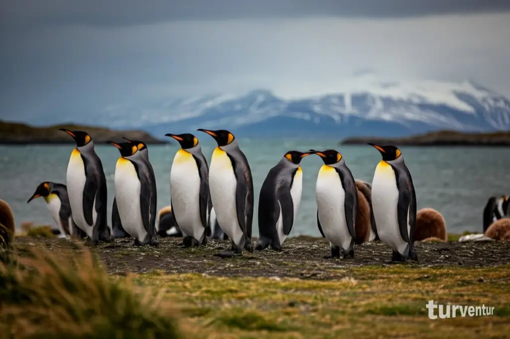 Экскурсии к пингвинам в Патагонию и Огненную Землю с русским гидом Роман Турвентур