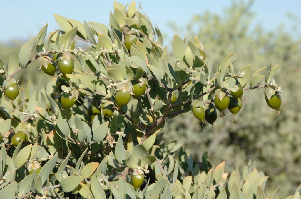 Green jojoba nuts growing on a Simmondsia chinensis shrub branch in a sunny desert landscape.