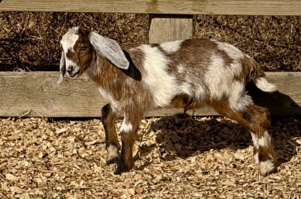Light brown goat with white ears walking 
