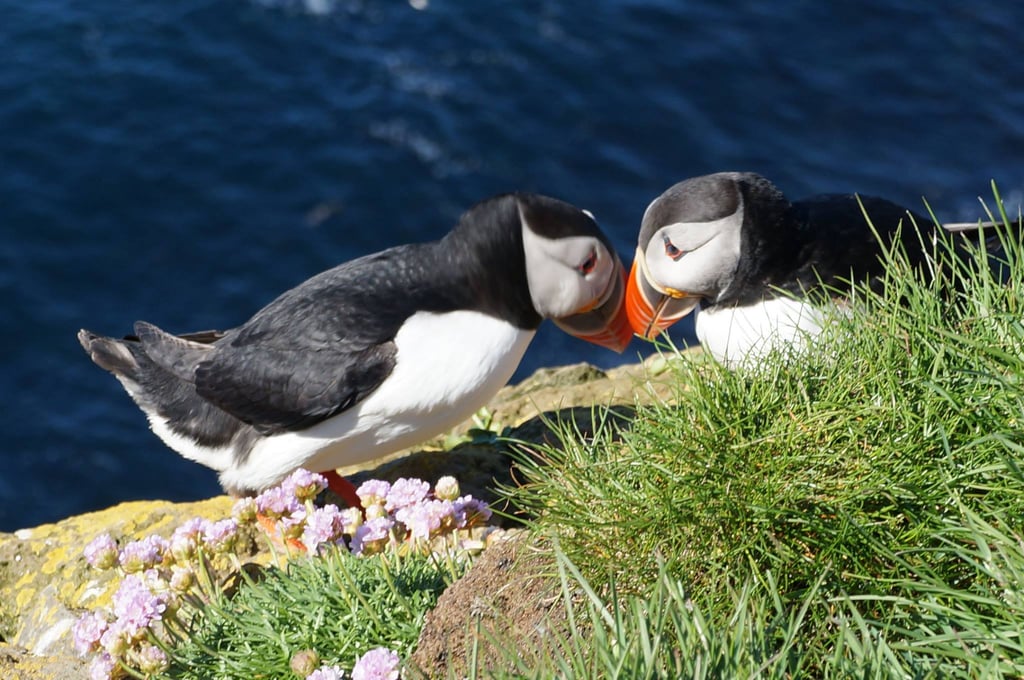 Puffins at Latrabjarg