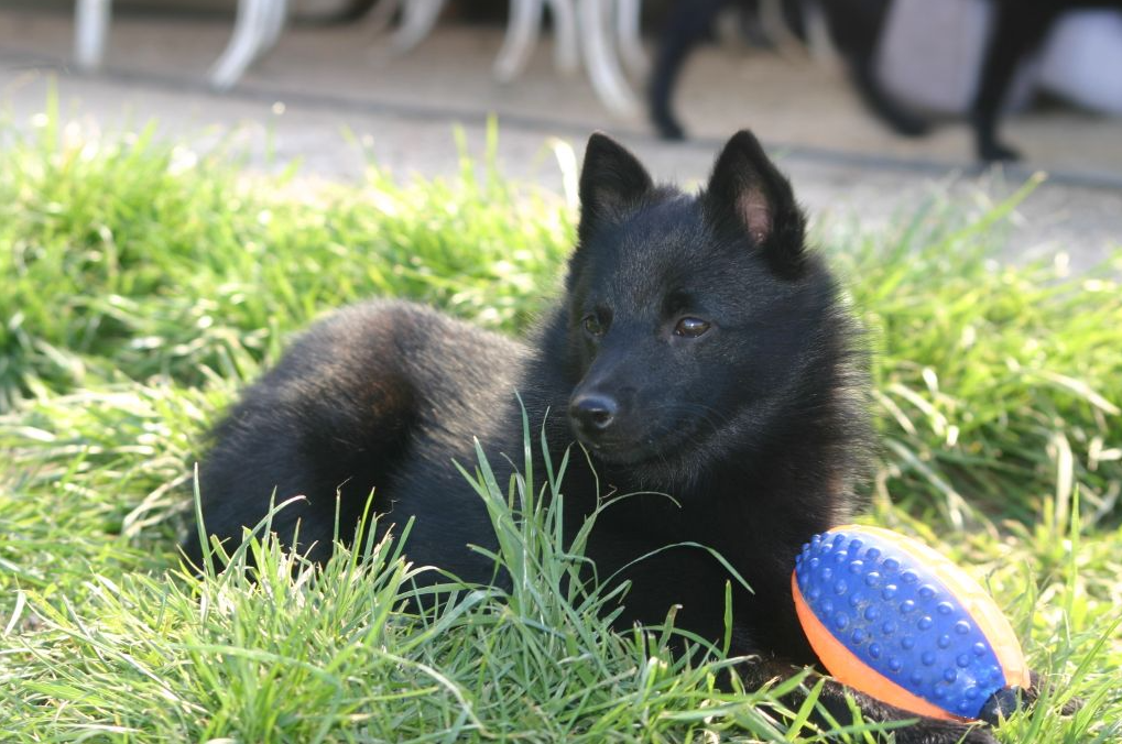 a black dog laying on the grass with a frisbee in front of him