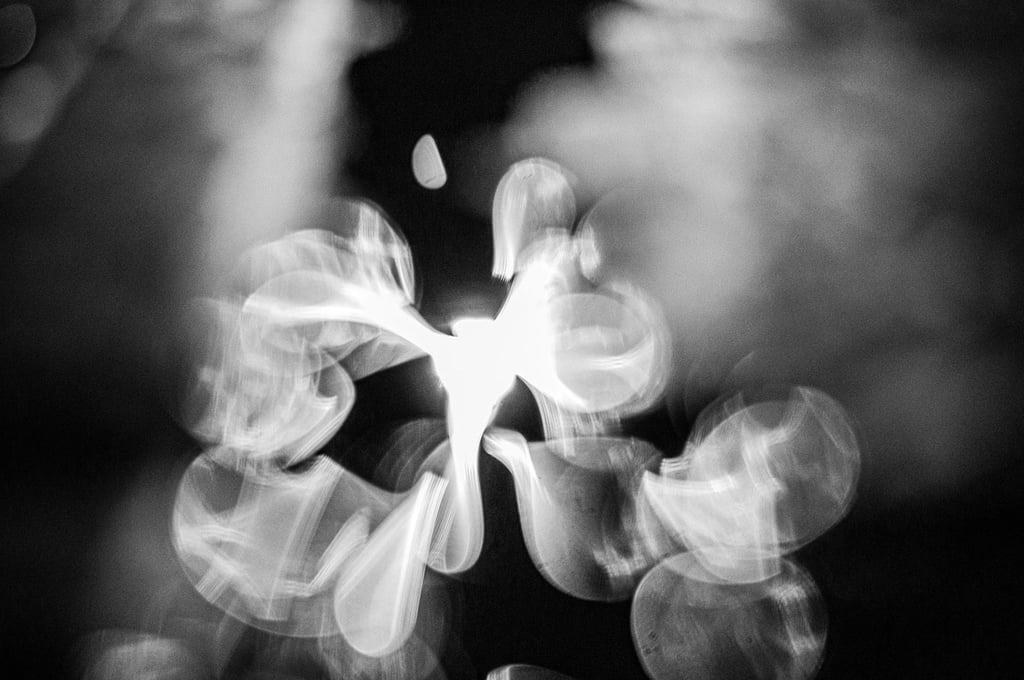 fotografia en blanco y negro de organismo de luz. Nayades