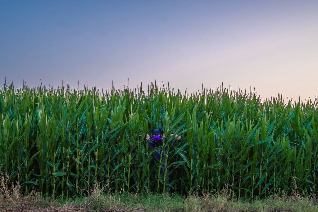 Man in a pup mask hiding in the corn plants.