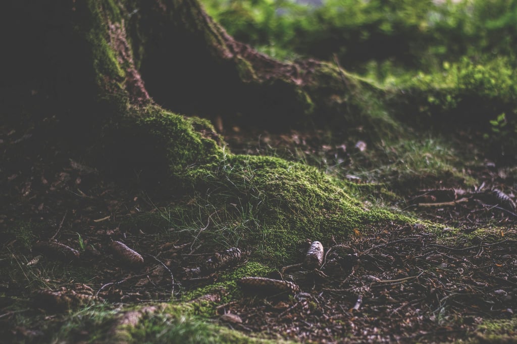 tree with moss and forest ground
