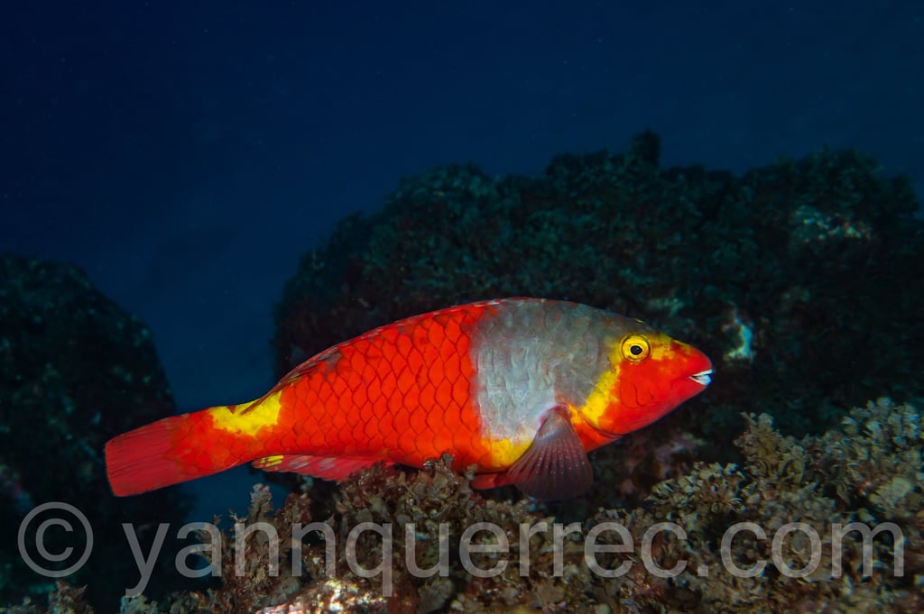 Poisson-perroquet européen femelle