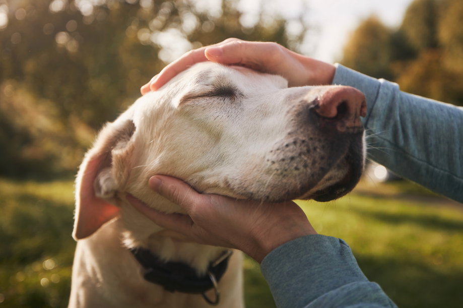 Hund wird sanft am kopf gestreichelt