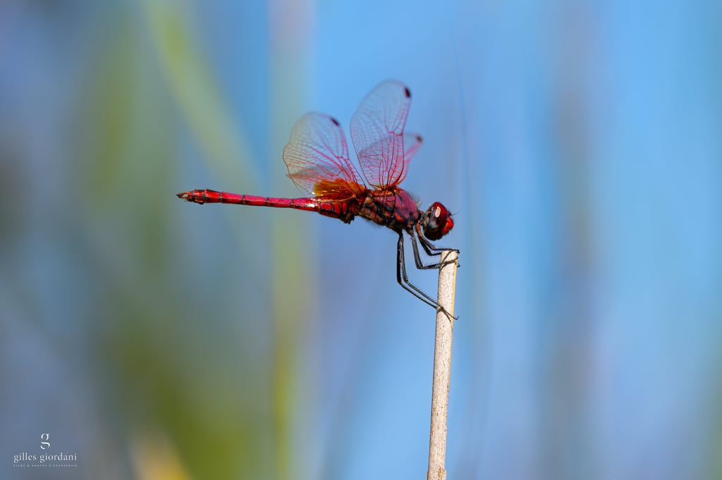 Photographie macro en Vaucluse par Gilles Giordani