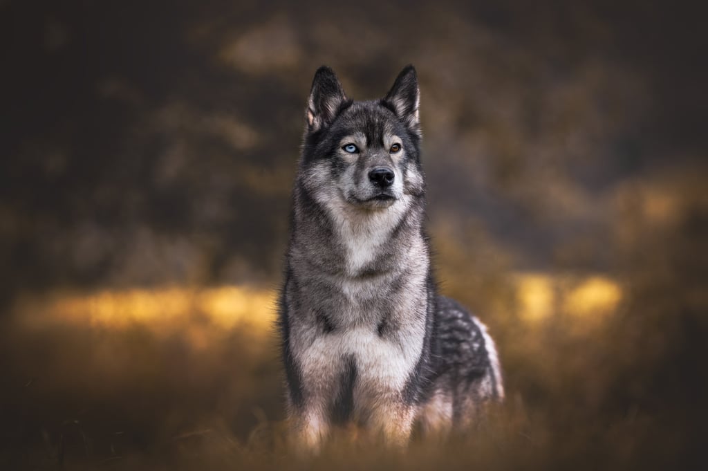 Huskyhündin agoutifarben mit zwei verschieden farbigen Augen.