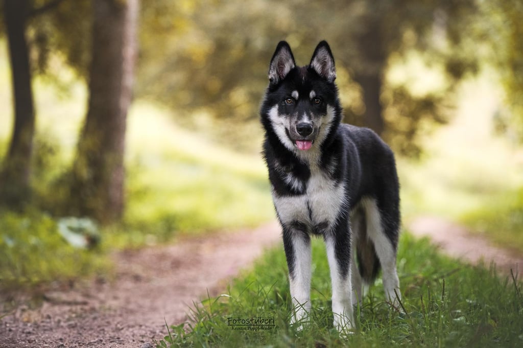 Schwarz-weißer Husky steht auf dem Waldweg.